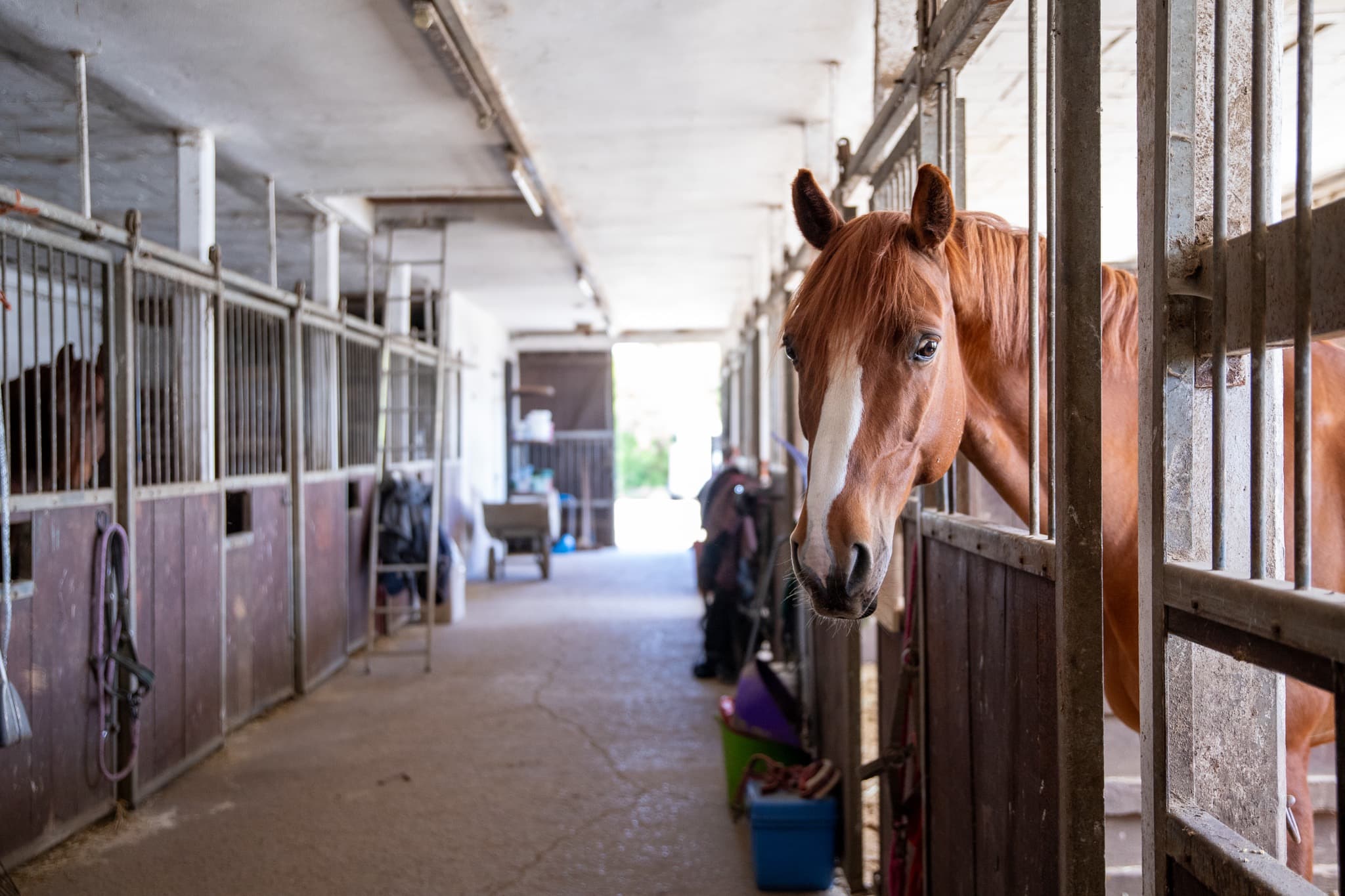 Stallgasse der Reitanlage Exter, ein Pferd schaut aus seiner Box